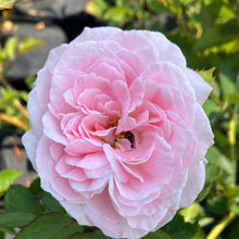 Load image into Gallery viewer, Summer Romance Parfuma® Rose
