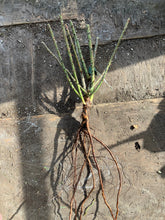 Load image into Gallery viewer, Princess Alexandra of Kent Rose (Bare Root)