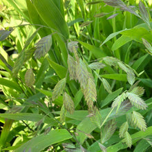 Load image into Gallery viewer, Northern Sea Oats