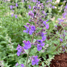 Load image into Gallery viewer, Nepeta 'Walker's Low' Catmint