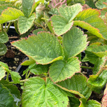 Load image into Gallery viewer, Marionberry