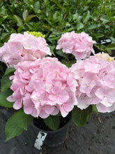 Load image into Gallery viewer, Hydrangea Onyx™ Flamingo