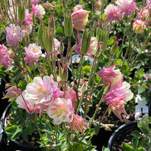 Load image into Gallery viewer, Columbine ‘Winky Double Rose-White’
