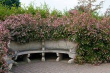 Load image into Gallery viewer, Pink Abelia