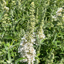 Load image into Gallery viewer, Buzz® Ivory Butterfly Bush