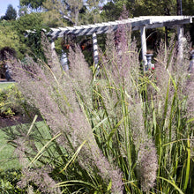 Load image into Gallery viewer, Korean Feather Grass