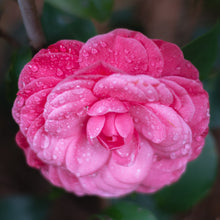 Load image into Gallery viewer, Early Wonder® Camellia