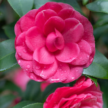Load image into Gallery viewer, Early Wonder® Camellia