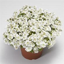 Load image into Gallery viewer, Candytuft 'Snow Surfer'