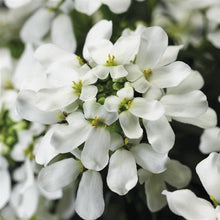 Load image into Gallery viewer, Candytuft 'Snow Cone'