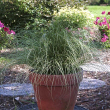Load image into Gallery viewer, Carex Amazon Mist