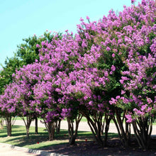 Load image into Gallery viewer, Catawba Crape Myrtle