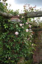 Load image into Gallery viewer, Cecile Brunner Rose