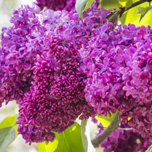 Load image into Gallery viewer, ‘Charles Joly’ Lilac