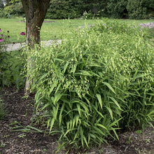 Load image into Gallery viewer, Northern Sea Oats