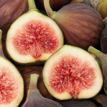 Load image into Gallery viewer, Chicago Hardy Fig