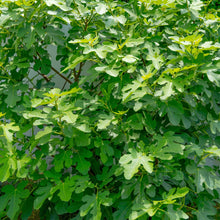 Load image into Gallery viewer, Chicago Hardy Fig