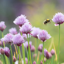 Load image into Gallery viewer, Chives Allium