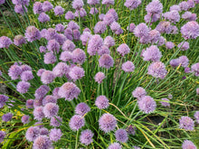 Load image into Gallery viewer, Chives Allium