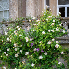 Load image into Gallery viewer, Claire Austin Climbing Rose (Bare Root)