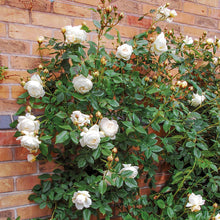 Load image into Gallery viewer, Claire Austin Climbing Rose (Bare Root)