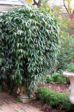 Load image into Gallery viewer, Clematis ‘Snowdrift’