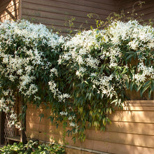 Load image into Gallery viewer, Clematis ‘Snowdrift’