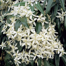 Load image into Gallery viewer, Clematis Snowdrift