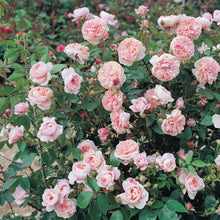 Load image into Gallery viewer, Colette Rose