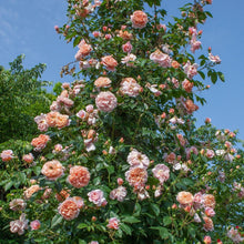 Load image into Gallery viewer, Colette™ Rose