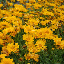Load image into Gallery viewer, Coreopsis 'Jethro Tull'