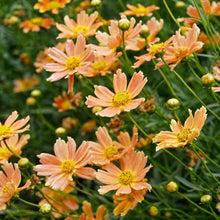 Load image into Gallery viewer, Crème Caramel™ Coreopsis