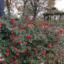 Load image into Gallery viewer, Cotoneaster Parneyi