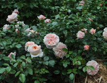Load image into Gallery viewer, Cream Veranda® Rose