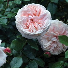 Load image into Gallery viewer, Cream Veranda Rose