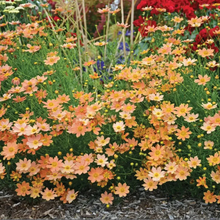 Load image into Gallery viewer, Crème Caramel™ Coreopsis