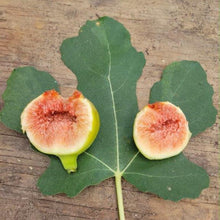 Load image into Gallery viewer, C’s Red Fig