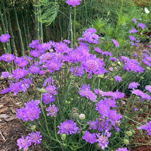 Load image into Gallery viewer, Butterfly Blue Pincushion Flower (Scabiosa)