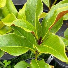 Load image into Gallery viewer, Bracken's Brown Beauty Magnolia