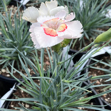 Load image into Gallery viewer, American Pie™ Georgia Peach Dianthus