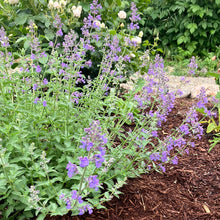 Load image into Gallery viewer, Nepeta 'Walker's Low' Catmint