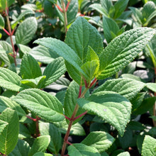 Load image into Gallery viewer, Little Quick Fire® Panicle Hydrangea
