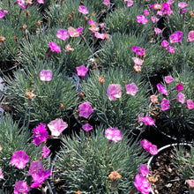 Load image into Gallery viewer, Dianthus 'Neon Star'