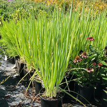 Load image into Gallery viewer, Chives Allium