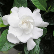 Load image into Gallery viewer, Gardenia Belmont