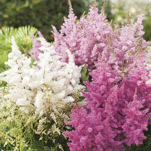Load image into Gallery viewer, Astilbe Grande Mix