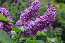 Load image into Gallery viewer, Frank Klager Lilac