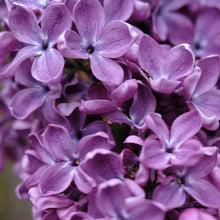 Load image into Gallery viewer, Arch Mckean Lilac