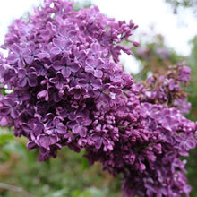 Load image into Gallery viewer, Arch Mckean Lilac