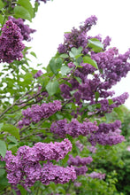 Load image into Gallery viewer, Frank Klager Lilac